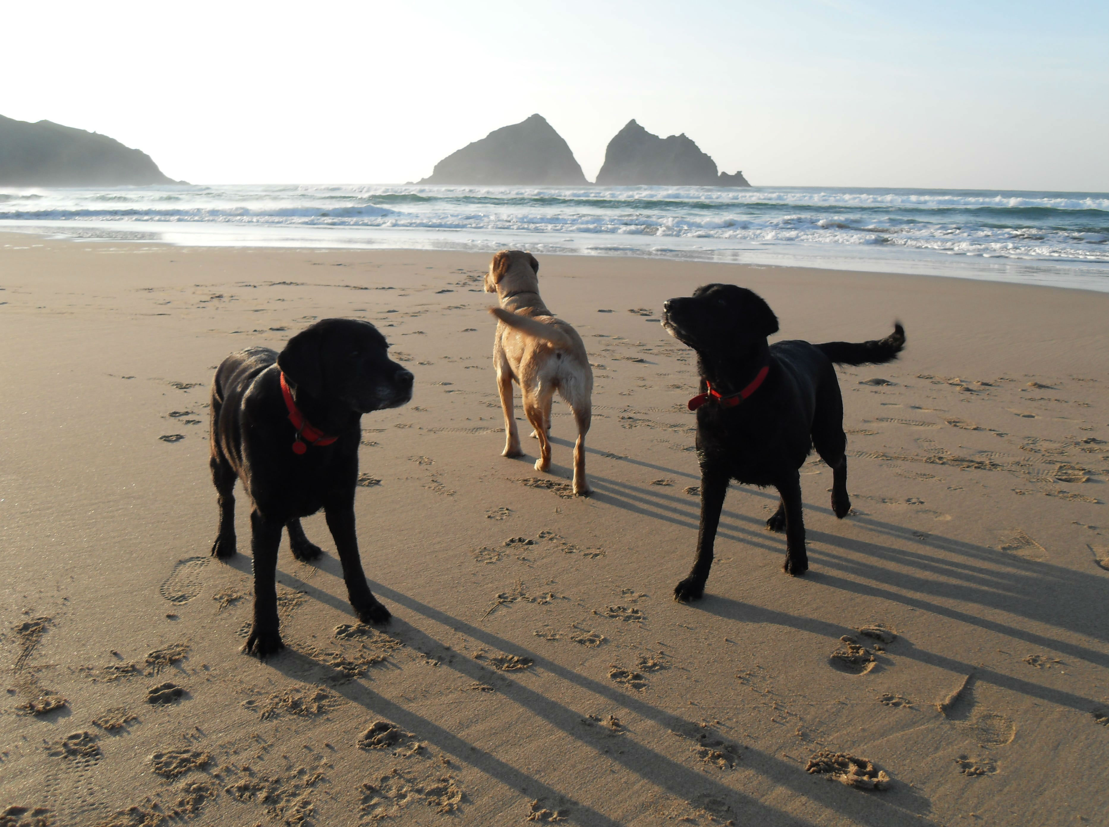 resized-dog-friendly-beach-newquay